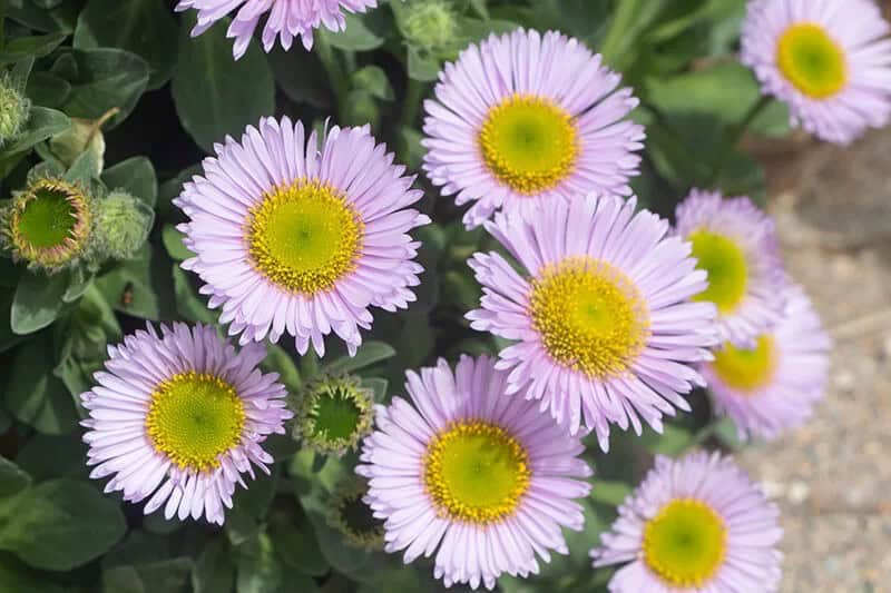 Seaside Daisy (Erigeron Glaucus)