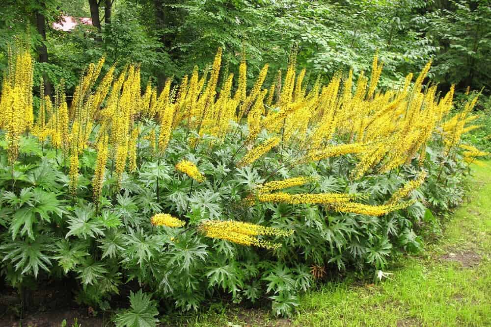 Ligularia (Ligularia spp.)