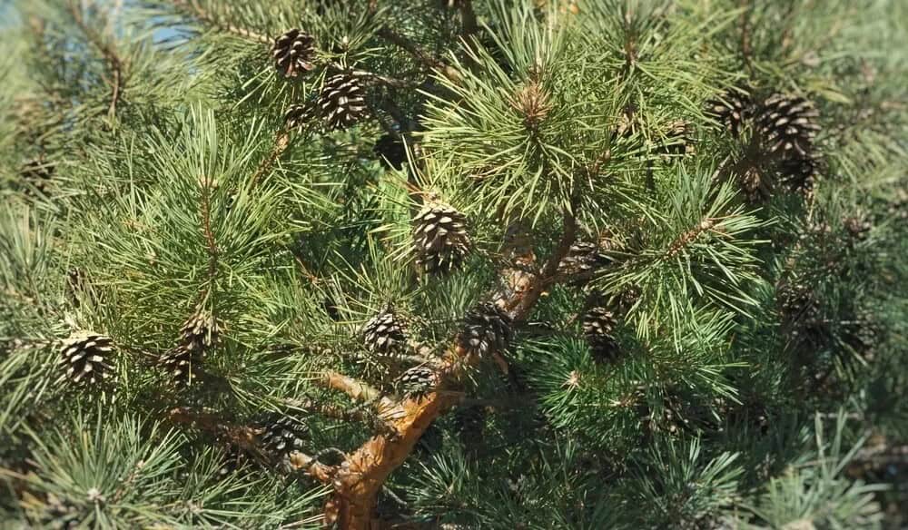 Chihuahuan White Pine (Pinus strobiformis)