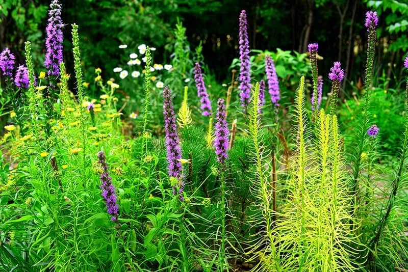 Meadow Blazing Star (Liatris Ligulistylus)