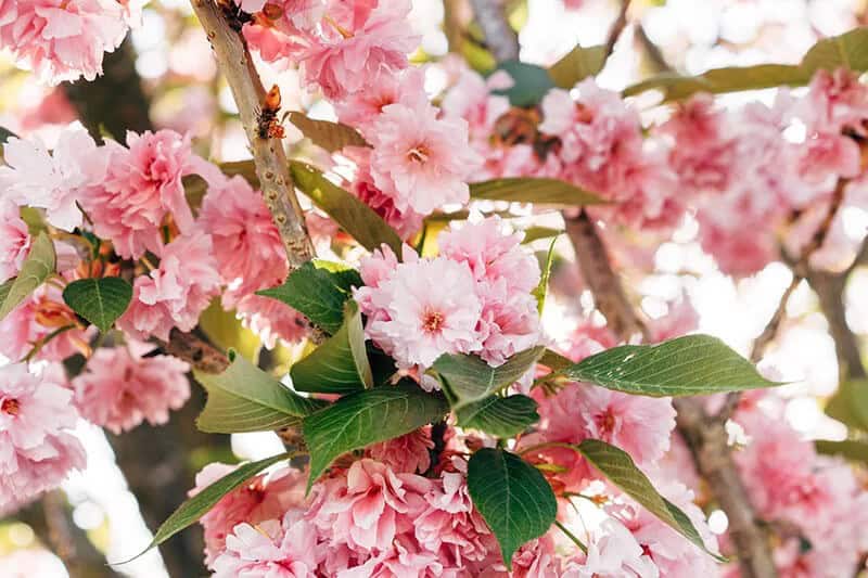 Japanese Flowering Cherry (Prunus ‘Kanzan’)