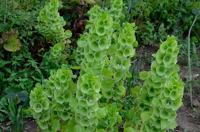 Bells of Ireland (Moluccella Laevis)