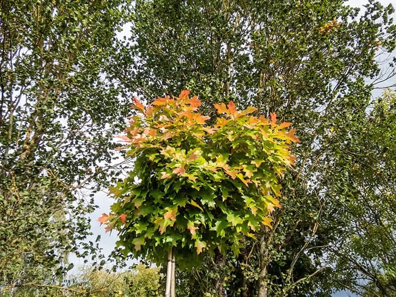 Pin Oak or Swamp Spanish Oak Tree (Quercus Palustris)