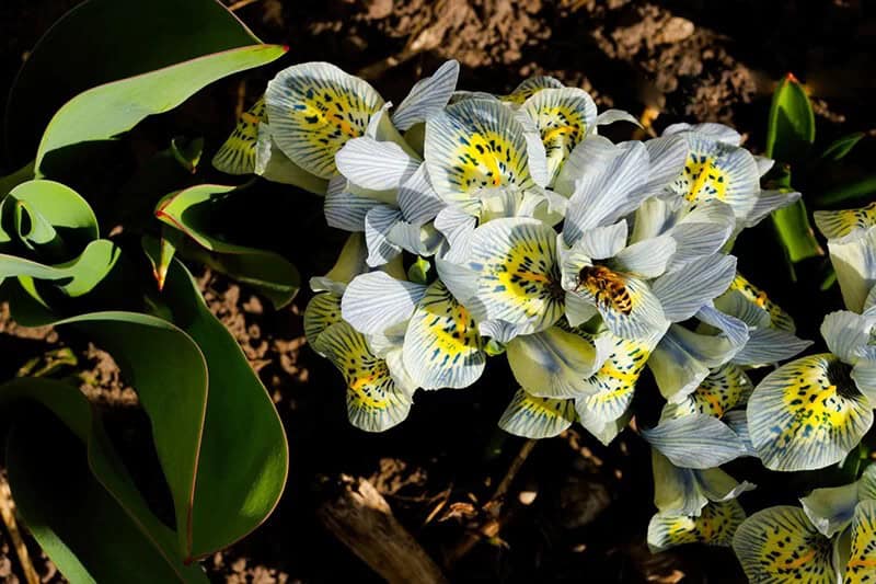 Iris (Iris ‘Katharine Hodgkin’)