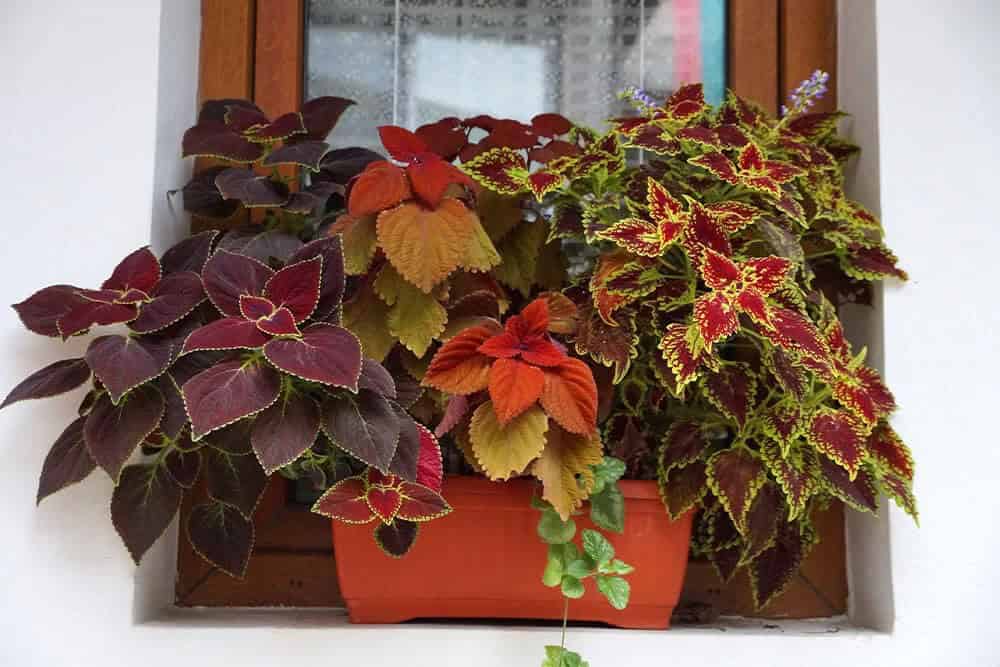 Coleus (Coleus)