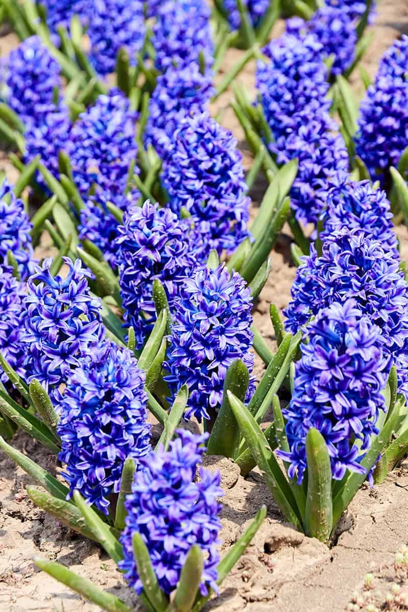 Hyacinth (Hycinthicus)