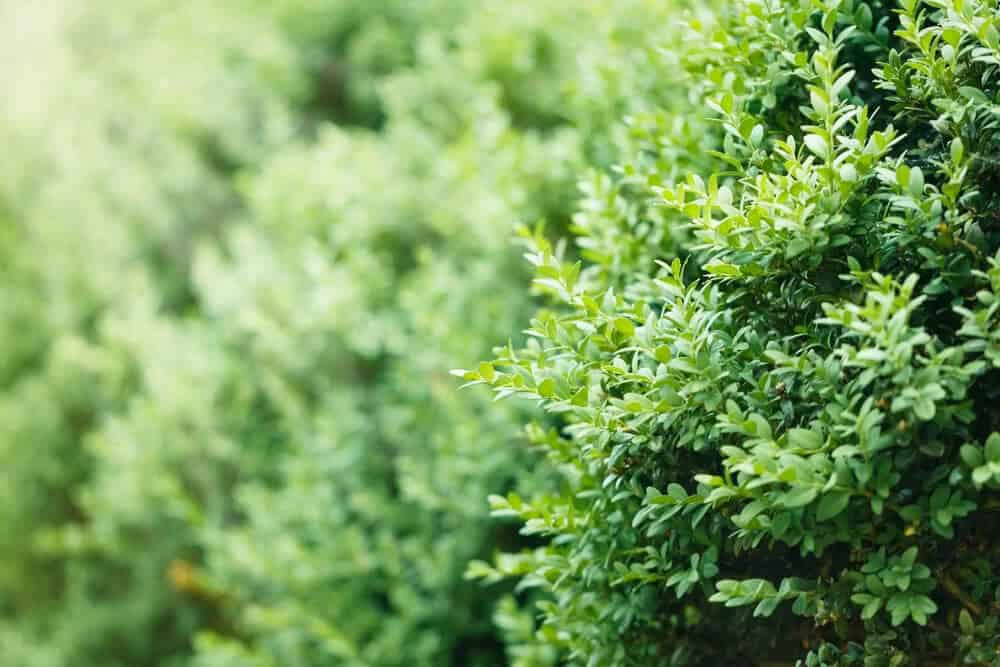 Common Boxwood (Buxus Sempervirens)