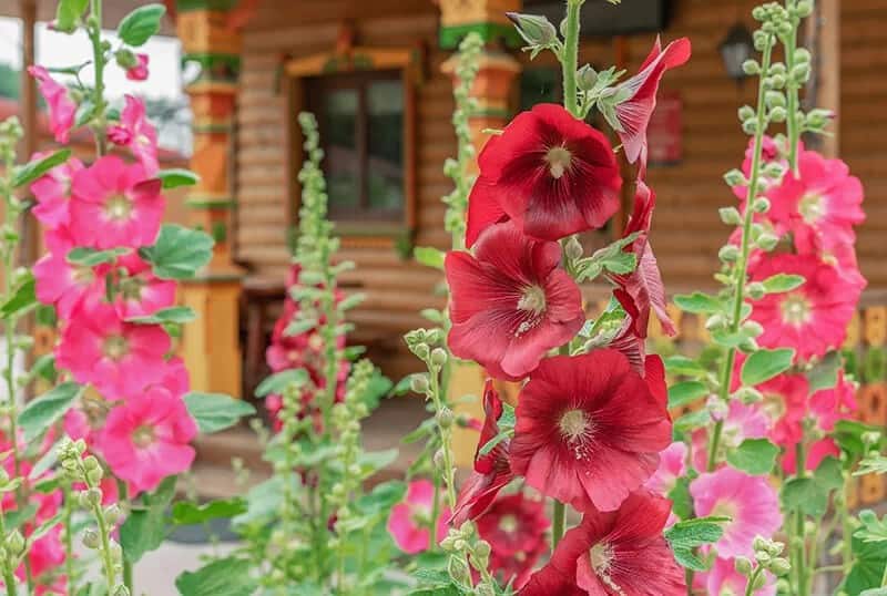 Hollyhock (Alcea Rosea)