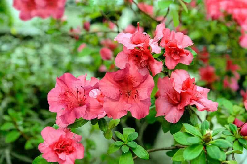 Evergreen Species: The Rhododendron