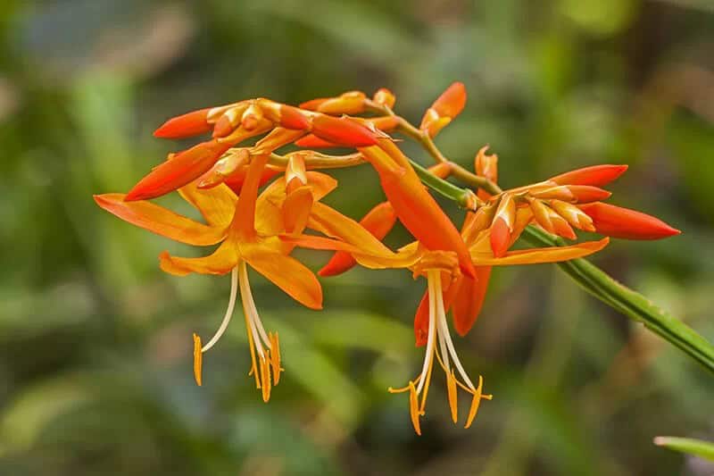 Falling Stars (Crocosmia ‘Emberglow’)