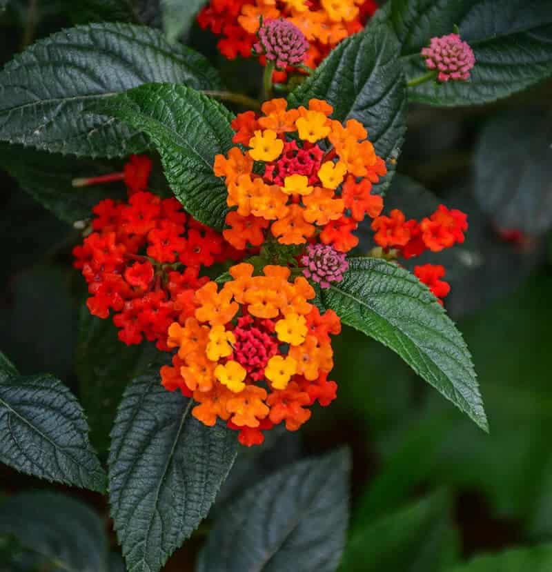 Lantana (Scientific Name: Lantana Camara)