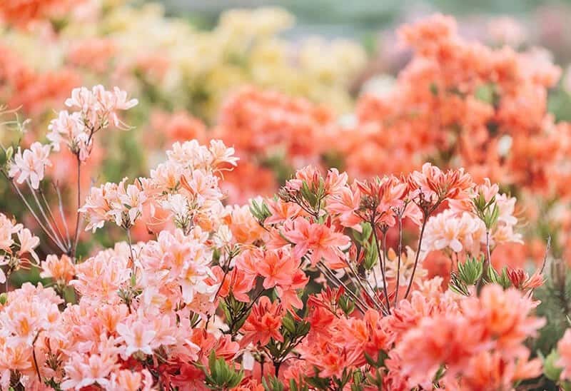 Evergreen Azalea (Rhododendron ‘Blaauw’s Pink’)