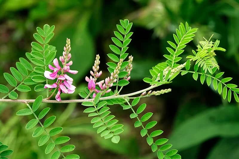 True Indigo (Indigofera Tinctoria)