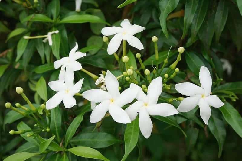 Gardenia (Gardenia Jasminoides)