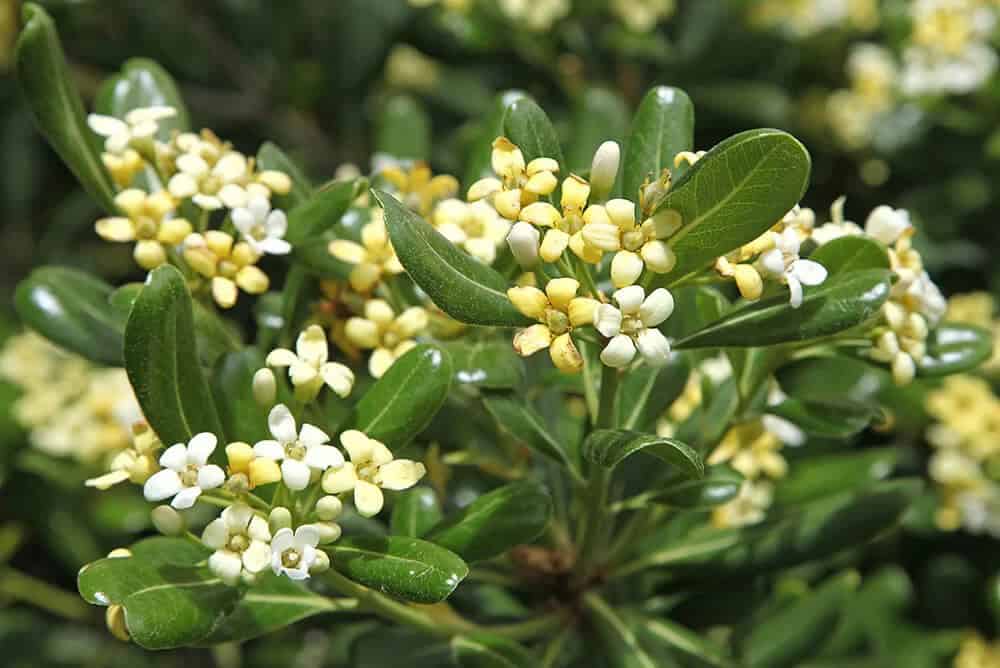 Mock orange (Pittosporum tobira)