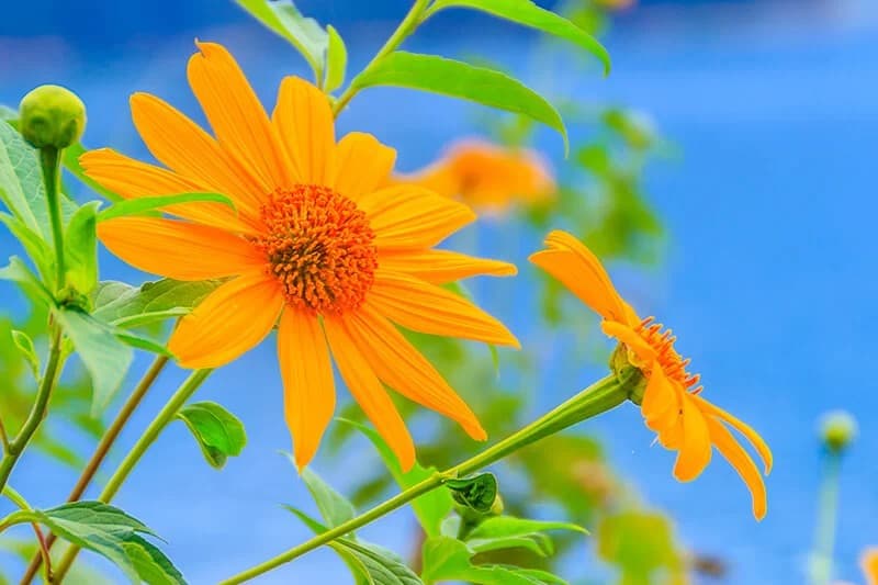 Mexican Sunflower (Scientific Name: Tithonia Diversifolia)