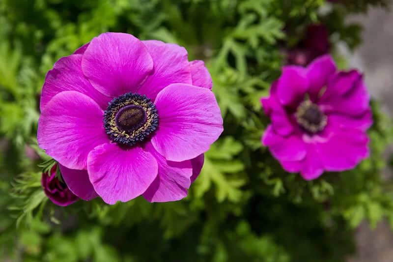 Anemone (Anemone Nemorosa)