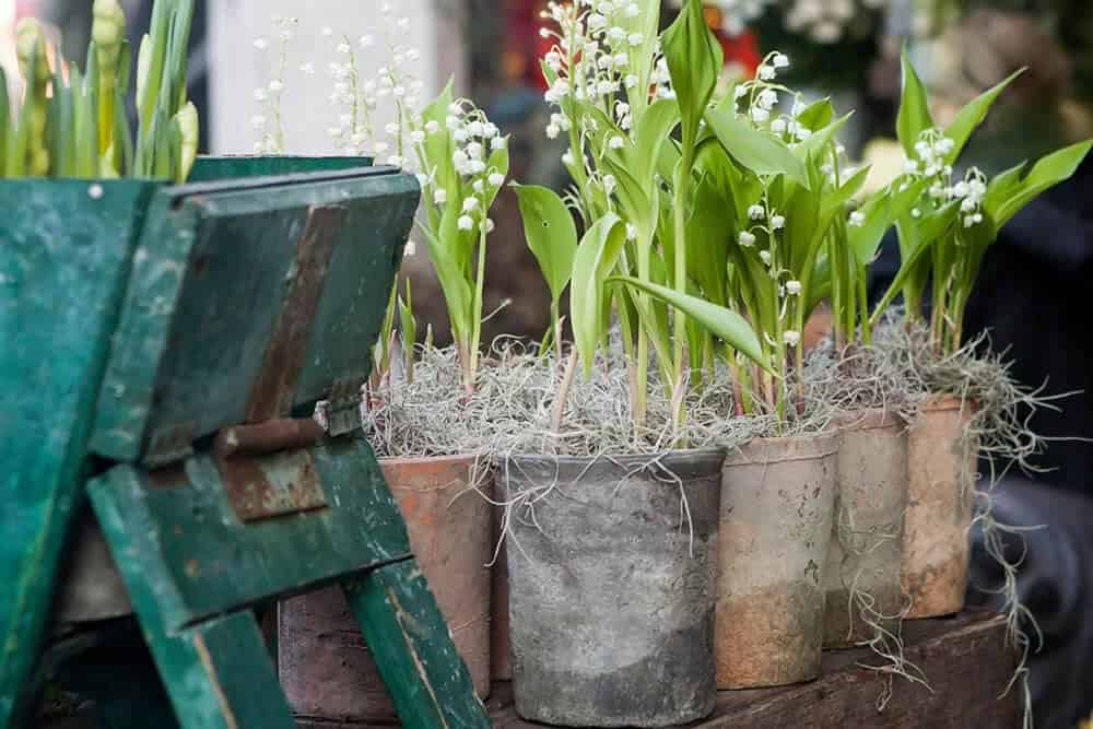 Lily Of The Valley (Convallaria Majalis)