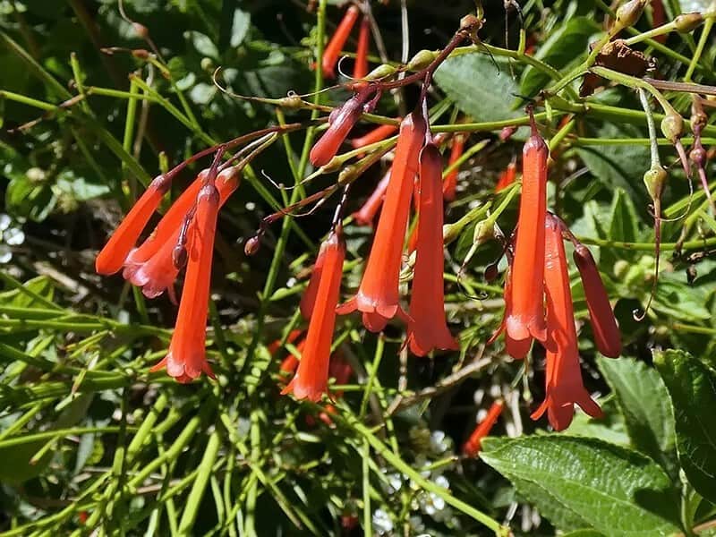 Firecracker (Russelia Equisetiformis)