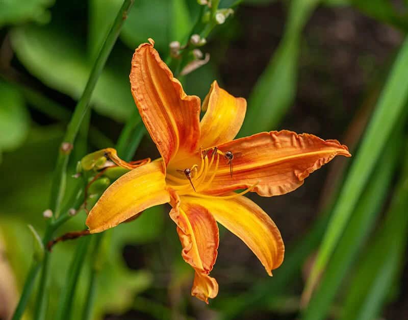 Orange Daylily (Hemerocallis Fulva)