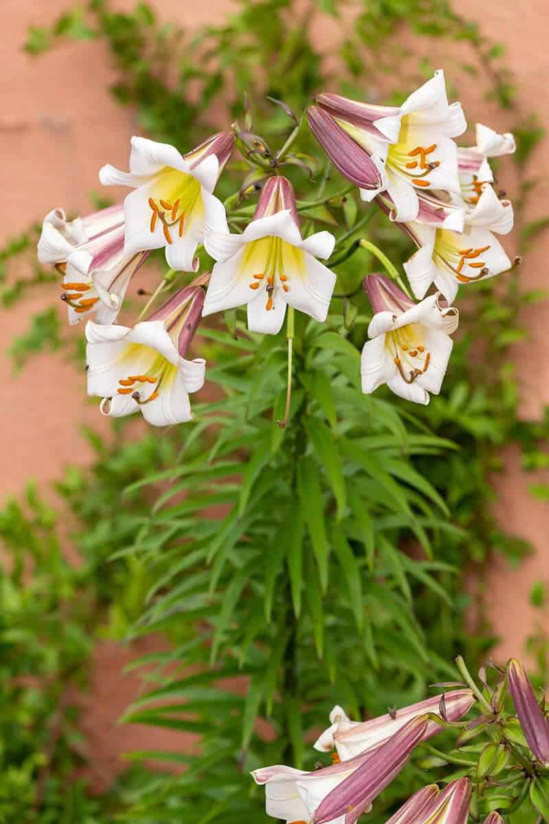 Lilium ‘African Queen’ (Trumpet Lily)