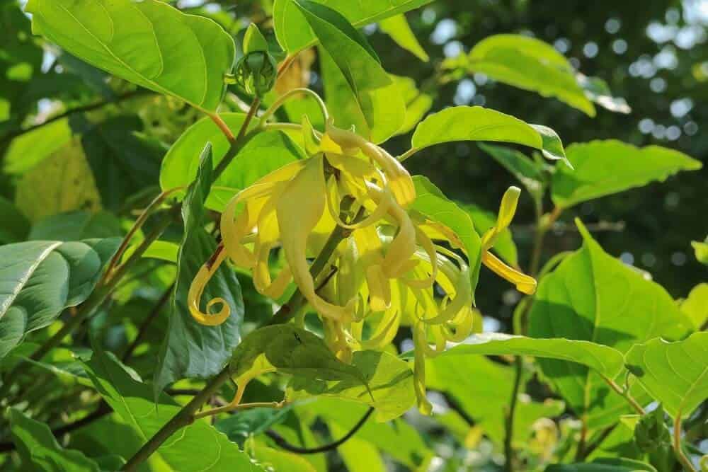 Ylang Ylang (Cananga odorata)