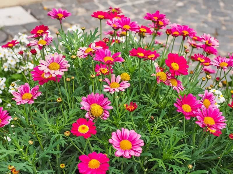 Marguerite Daisy (Argyranthemum Frutescens)