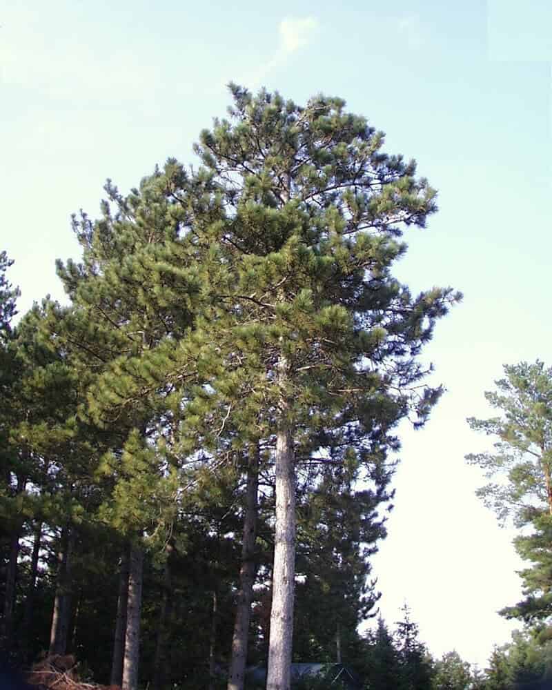 The Red Pine (Pinus Resinosa)