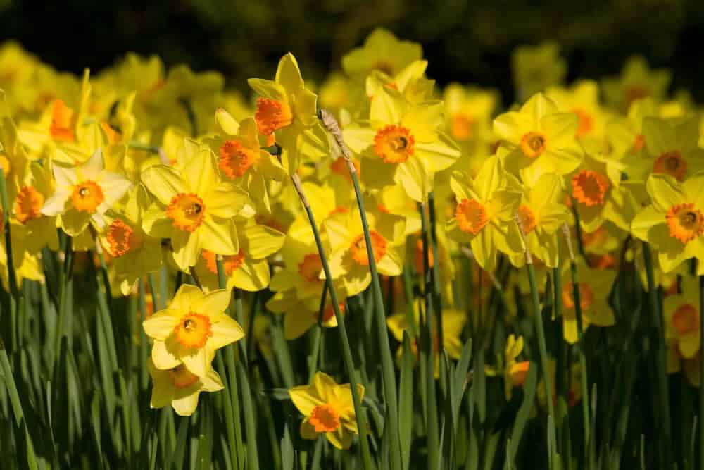 Narcissus (Narcissus spp.)