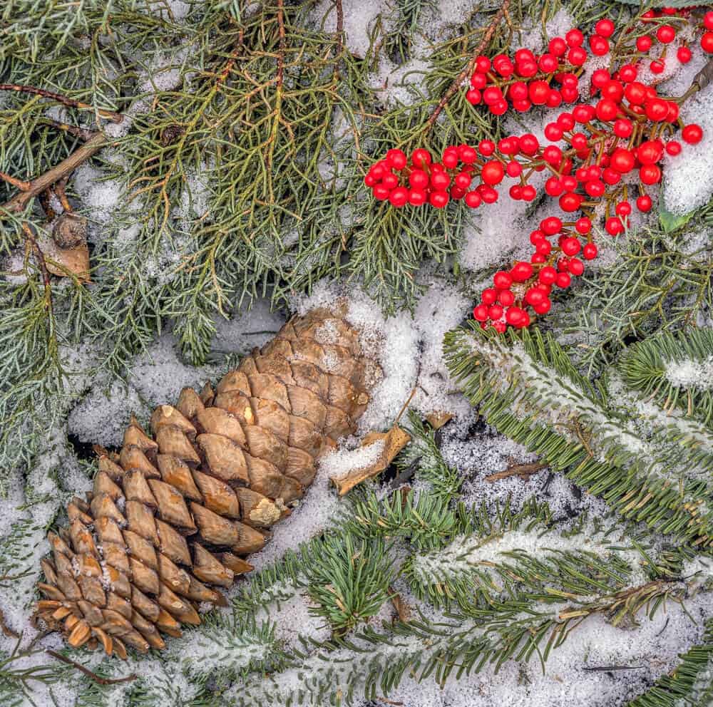 Coulter Pine (Pinus coulteri)