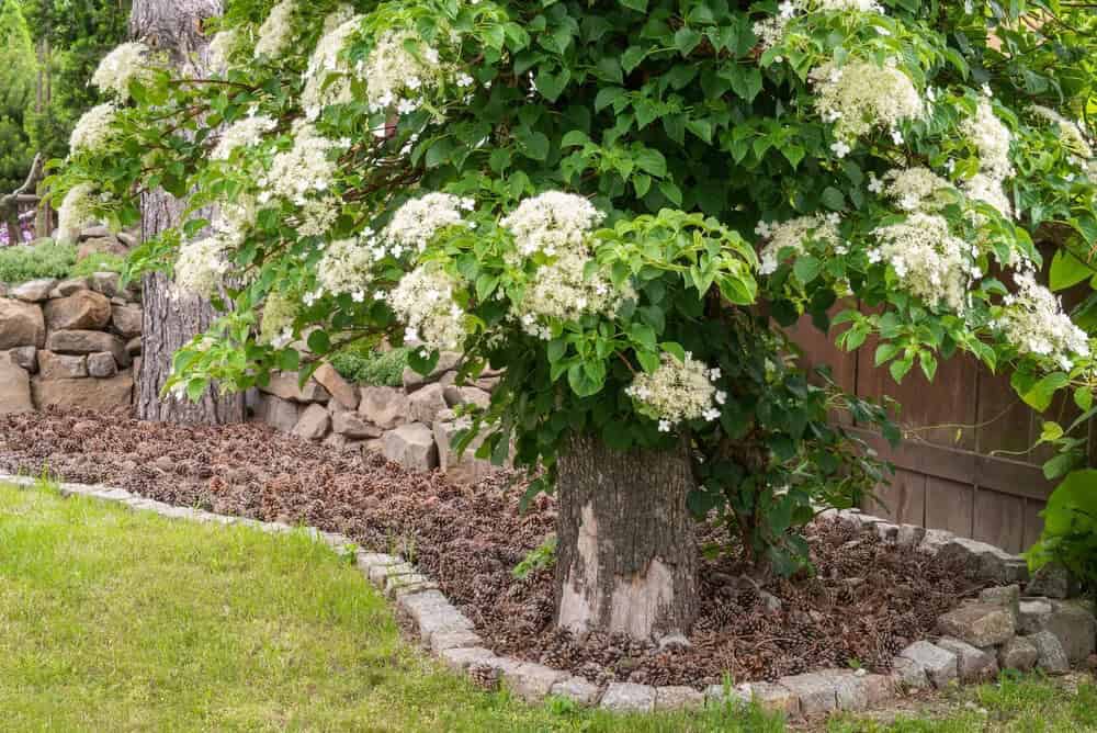 Climbing Hydrangea (Hydrangea anomala)