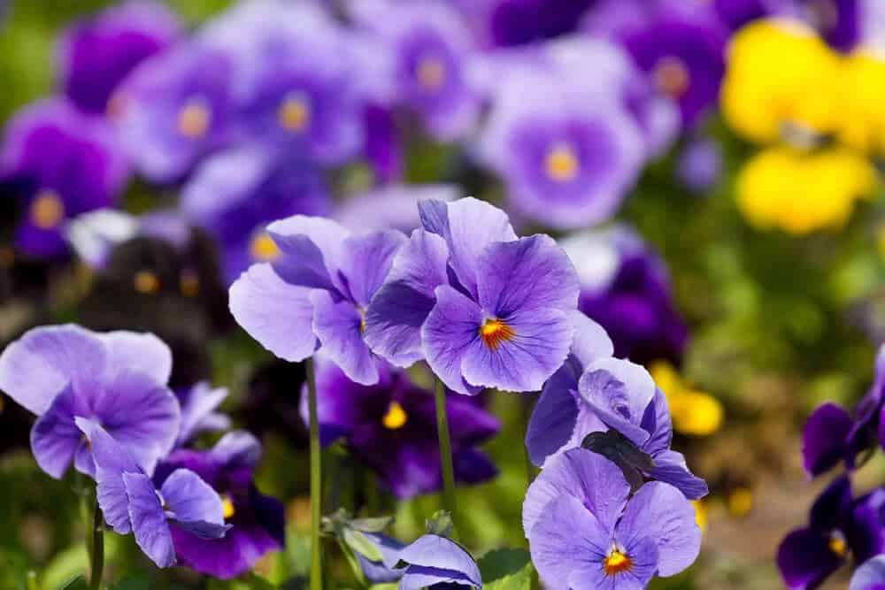 Violets (Viola spp.)