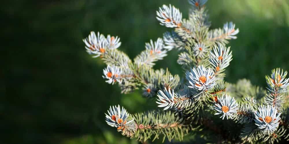 White Spruce (Picea glauca)