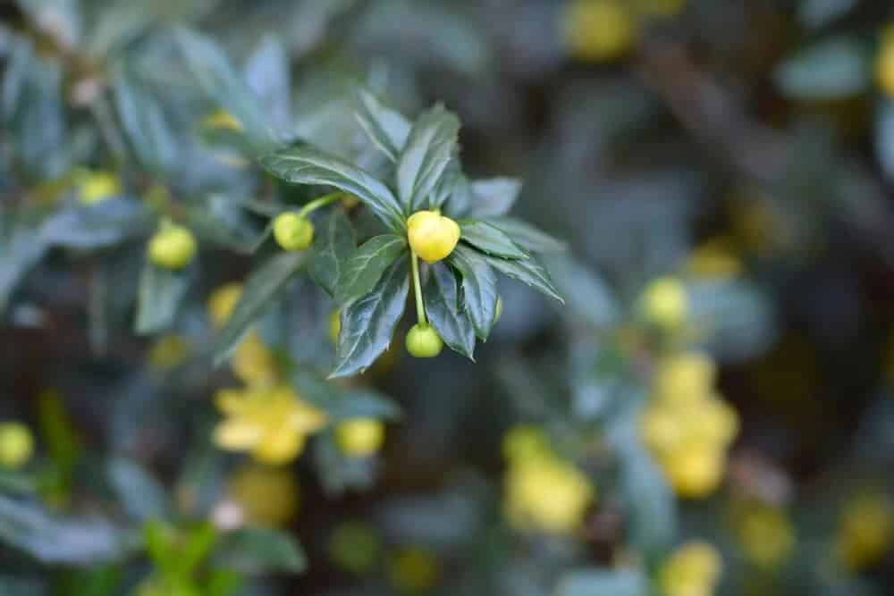 Wintergreen Barberry (Berberis julianae)