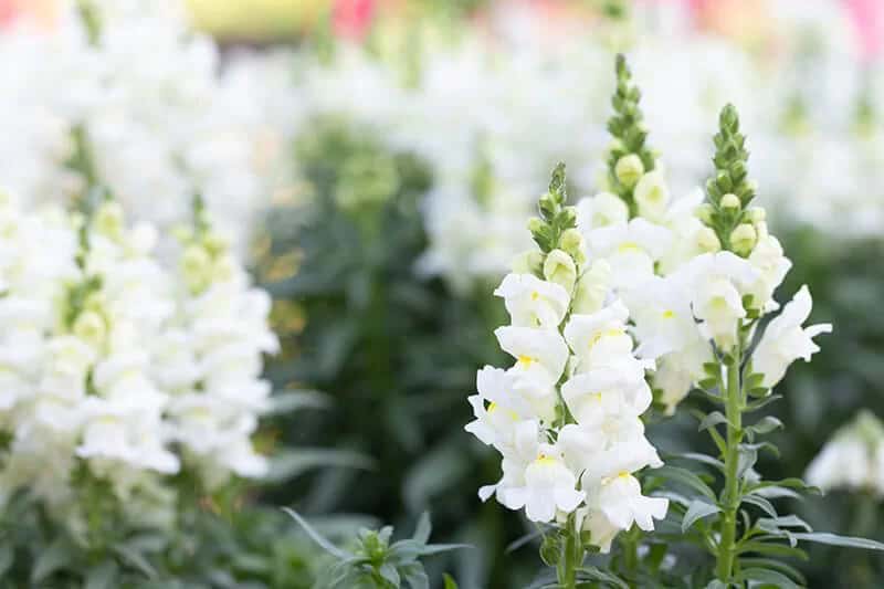 Snap Dragon (Antirrhinum Majus)