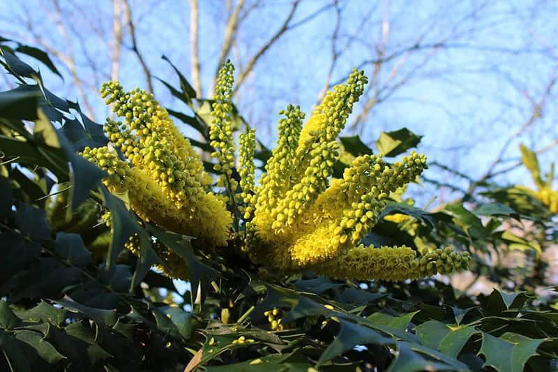 Leatherleaf Mahonia (Mahonia Bealei)