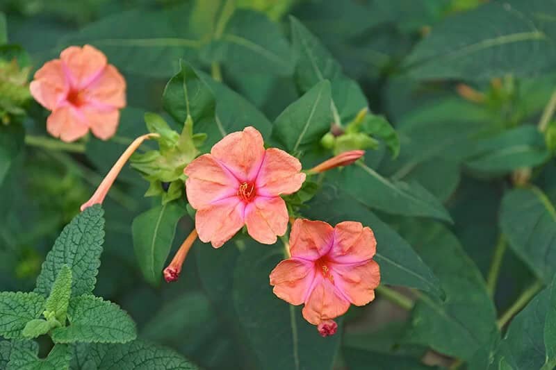 Marvel of Peru (Mirabilis Jalapa)