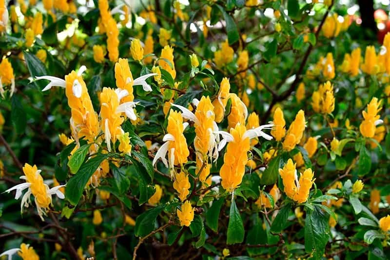 Lollipop Plant (Pachystachys Lutea)