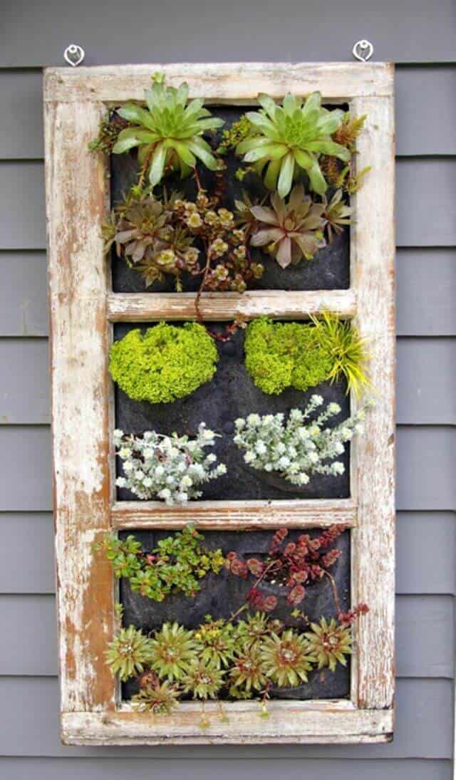 Succulents in a Window Frame