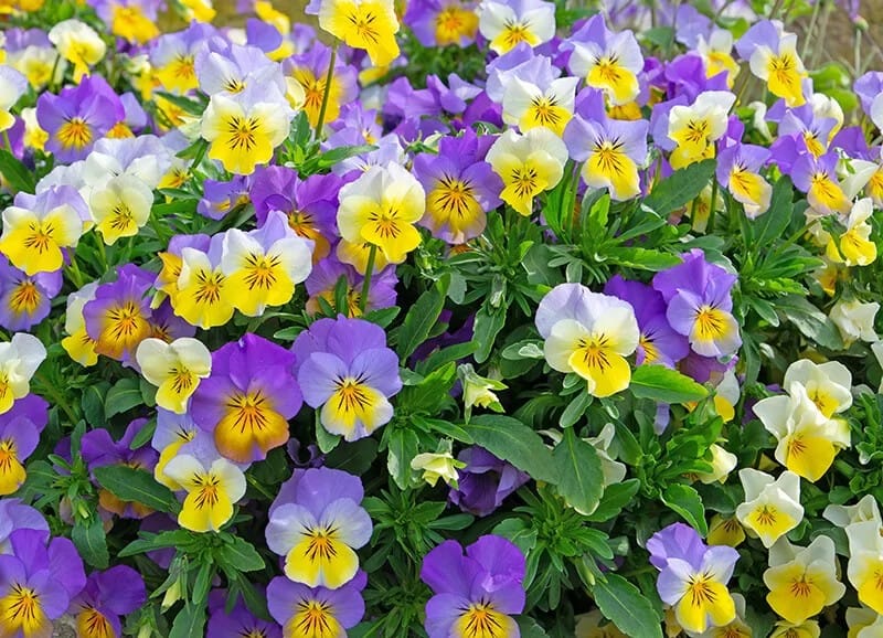 Tufted Pansy (Viola Cornuta)