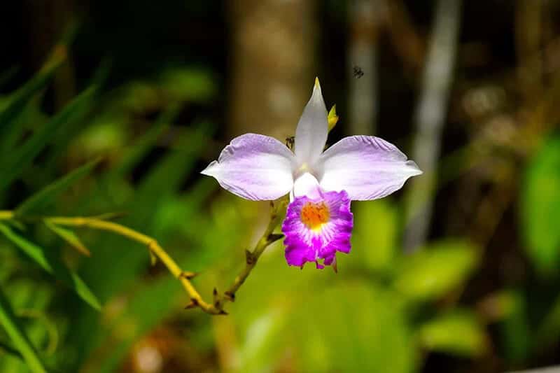 Bamboo Orchid (Arundina Graminifolia)