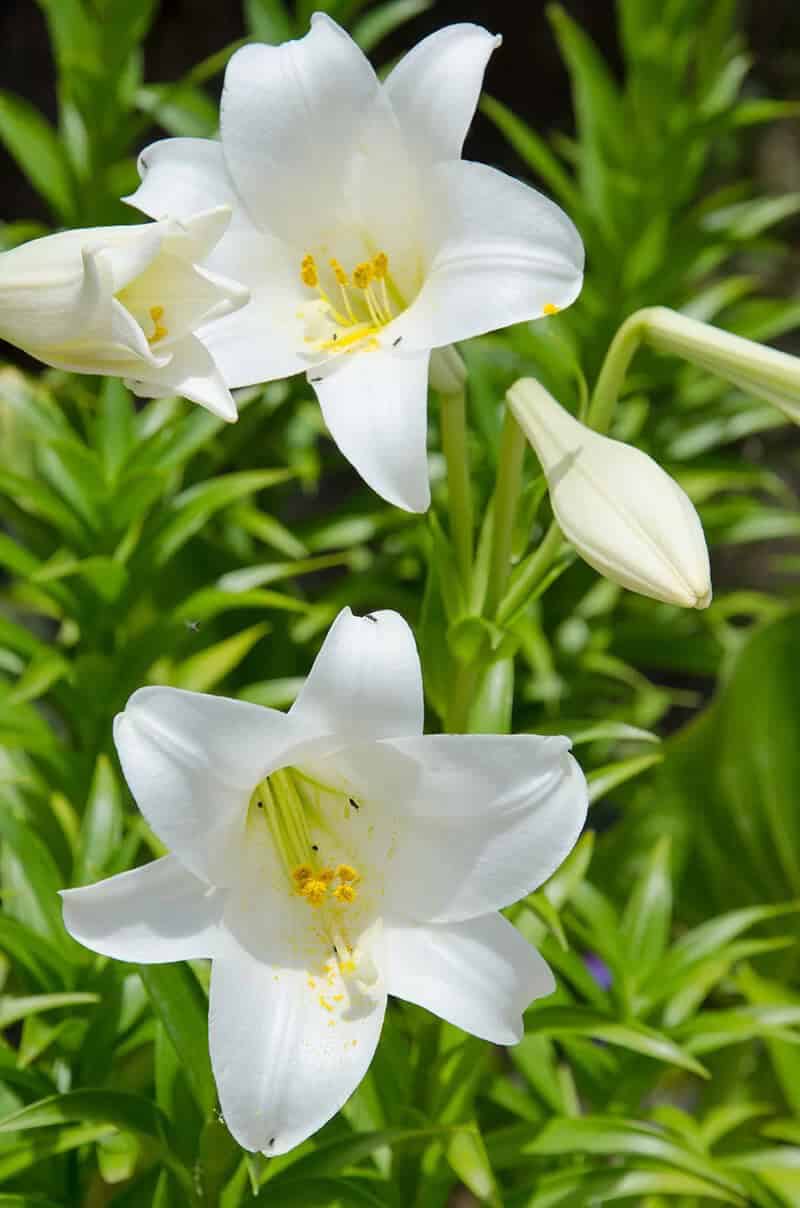 Trumpet Lily (Lilium Longiflorum ‘White Heaven’)