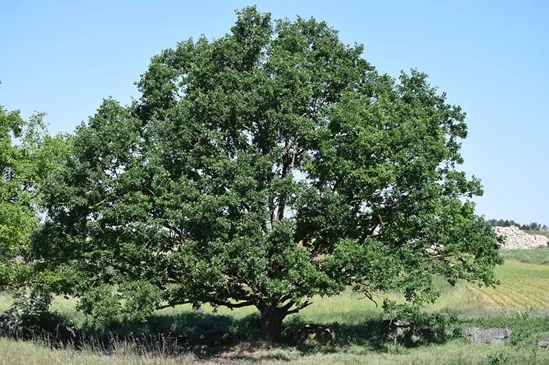 Sessile Oak (Quercus Petraea)