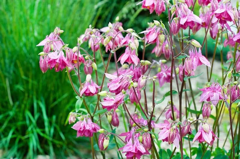 Columbine (Aquilegia Vulgaris var. Stellata ‘Ruby Port’)