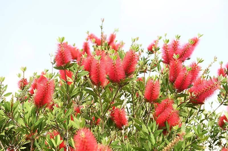 Stiff Bottlebrush (Callistemon Rigidus)