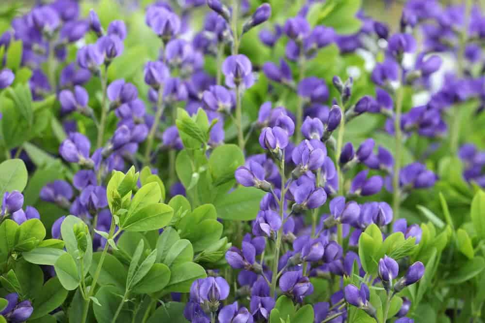 Baptisia, False Indigo (Baptisia australis)