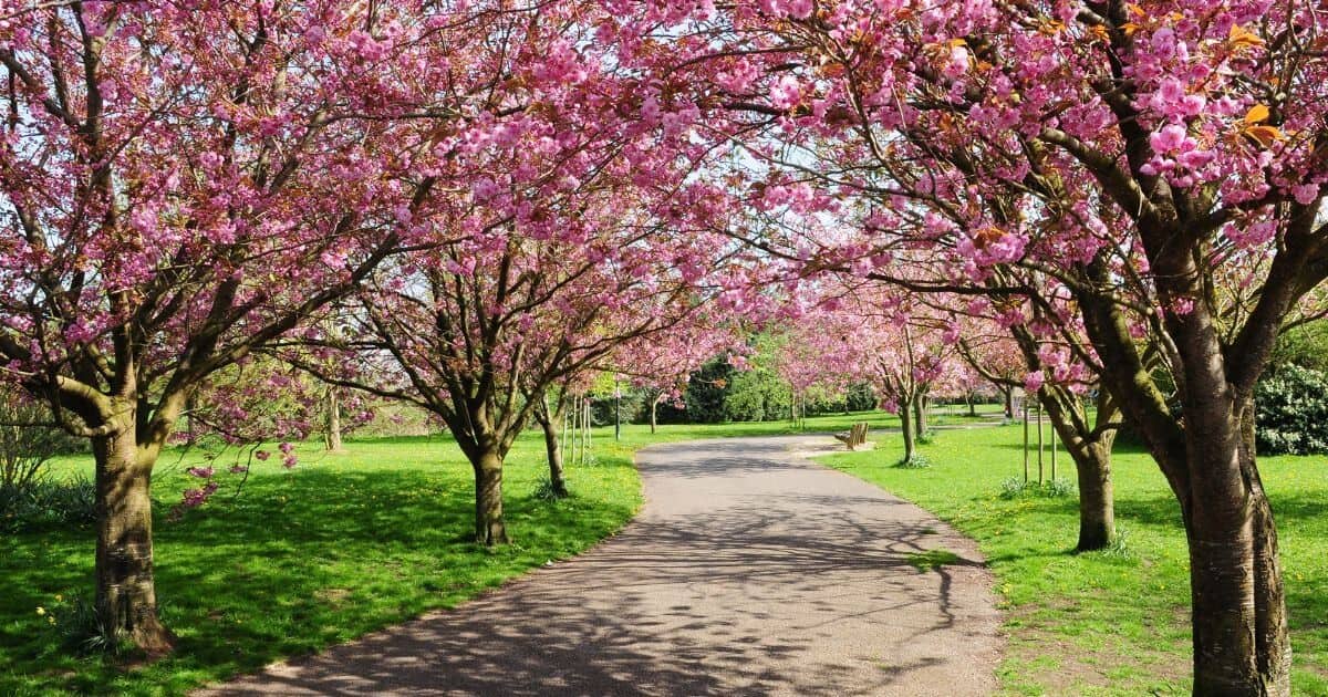 Takasago Flowering Cherry (Prunus Sieboldii)