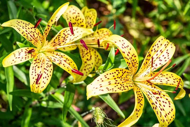 Lilium Pardilinum (Leopard Lily)