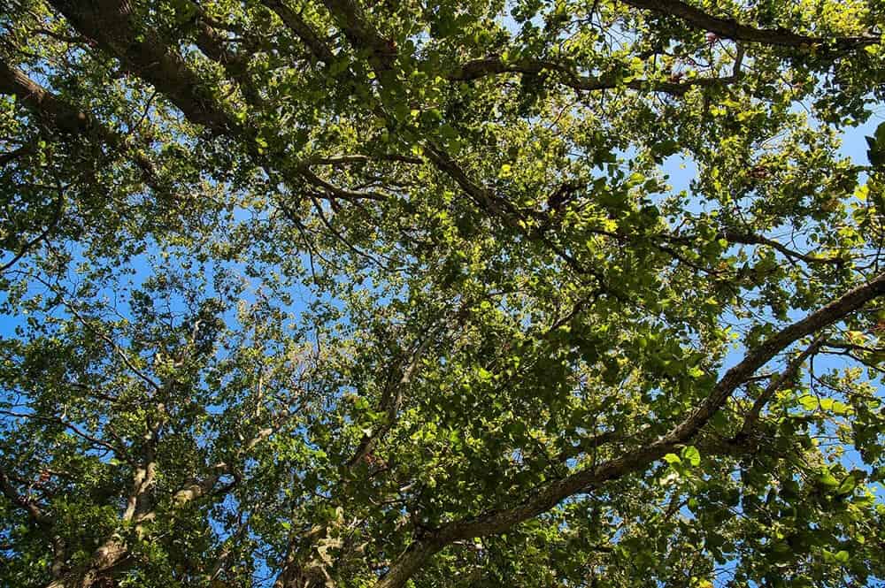 White Alder (Alnus rhombifolia)