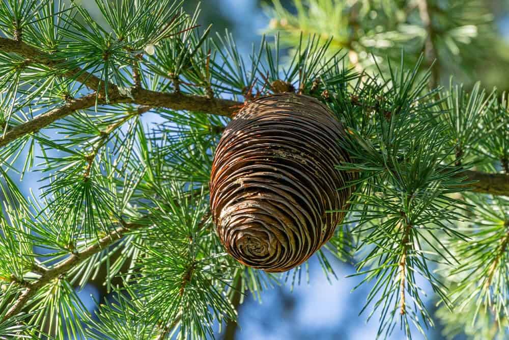 Deodar Cedar Tree (Cedrus deodara)